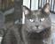 Oh, and here's Ferris again.  Eventually we'll show you a picture of Cosmo too.