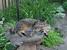 One of the neighborhood cats, Zooloo, stopped by to lounge for a while.