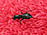 That's a big ol' ant!