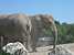 Bryn knows the sounds for a couple dozen animals, so we decided a membership at the zoo was a good idea.  He especially likes the elephants.  In fact, 'elecant' was his first three syllable word.  Apparently it was Jill's too, when she was a baby.