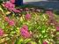 Can you see the bee?