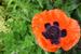 Popping Poppy
