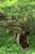 This massive tree has had a massive hole for a long time, and it finally fell over.